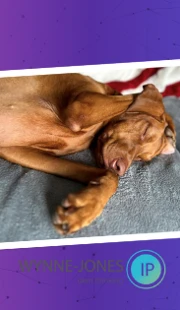 Happy National Dog Day! National Dog Day Ip